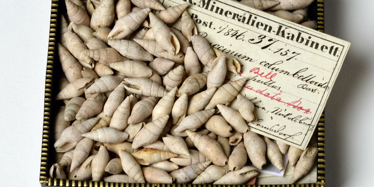 Neue Schneckenarten in Sammlung des Naturhistorischen Museums gefunden