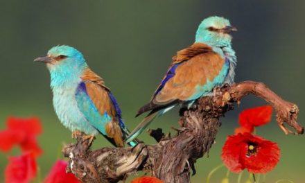 Vogelgesang wird immer leiser und monotoner