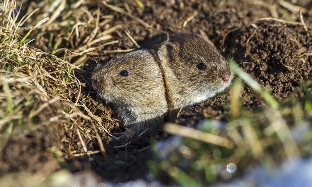 Wiesenwühlmäuse sind sozial wählerischer als ihre Verwandten aus der Prärie