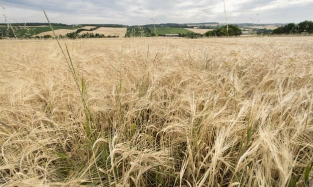 Weltweite Nahrungsmittelpreise weiter auf Zehnjahreshoch