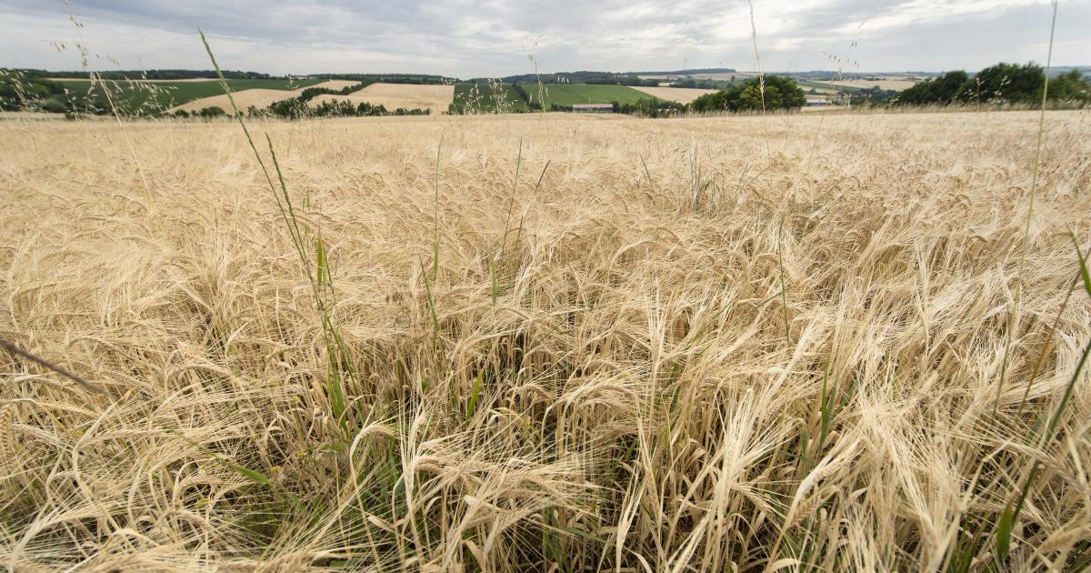Weltweite Nahrungsmittelpreise weiter auf Zehnjahreshoch