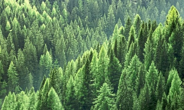 Der Wald der Zukunft wird anders aussehen als heute