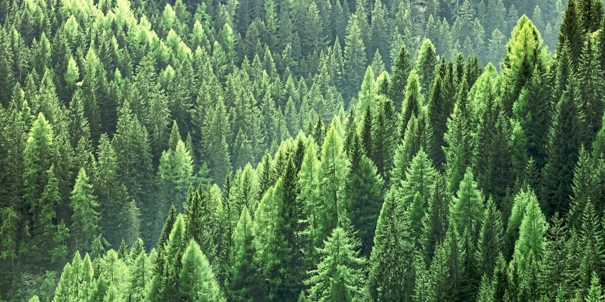 Der Wald der Zukunft wird anders aussehen als heute