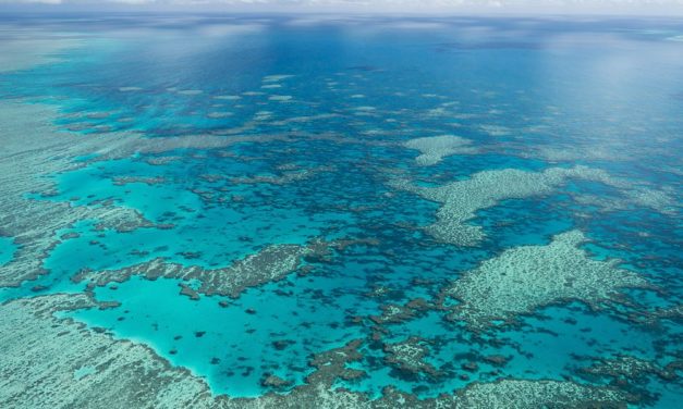 98 Prozent des Great Barrier Reef von Korallenbleiche betroffen