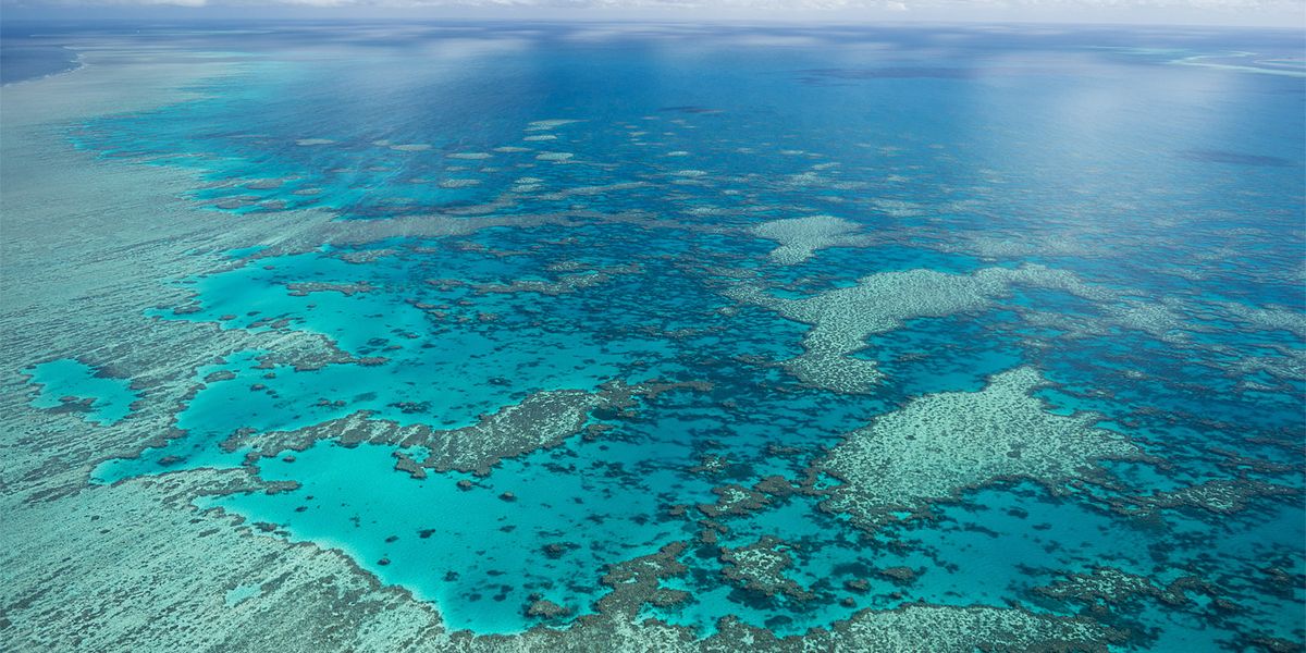 98 Prozent des Great Barrier Reef von Korallenbleiche betroffen