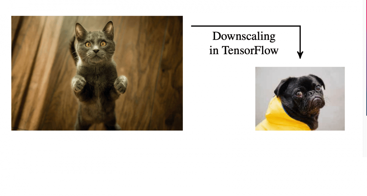 l+f: Wenn Computer Katzen in Hunde verwandeln