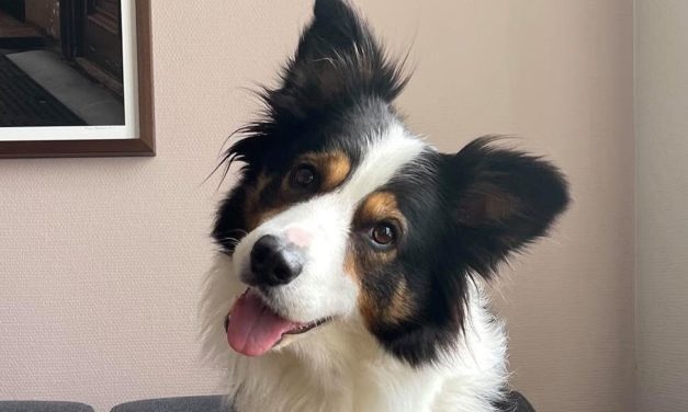 Warum uns Hunde manchmal mit geneigtem Kopf anblicken