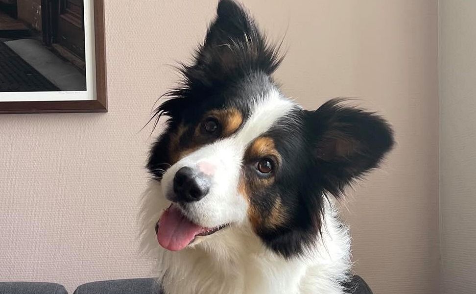 Warum uns Hunde manchmal mit geneigtem Kopf anblicken