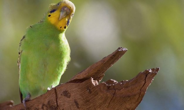 Wie man die „Sprache“ von Tieren besser verstehen könnte