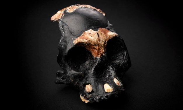 Erstmaliger Fund eines Homo-naledi-Kindes stellt Forschungsteam vor Rätsel