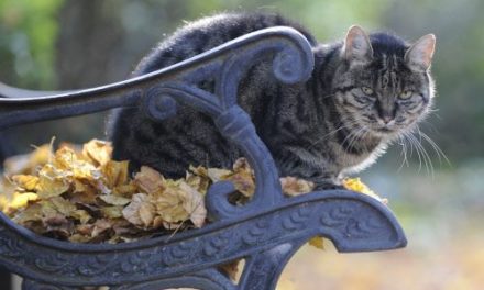 Der vergangene Oktober war weltweit der drittwärmste