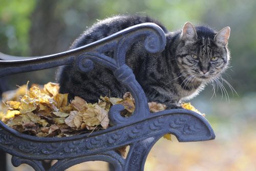 Der vergangene Oktober war weltweit der drittwärmste