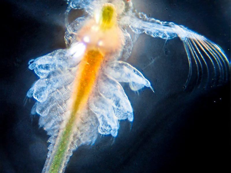 Urzeitkrebse überleben Phasen des Mangels dank Tod auf Zeit