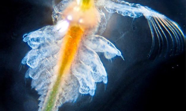 Urzeitkrebse überleben Phasen des Mangels dank Todes auf Zeit