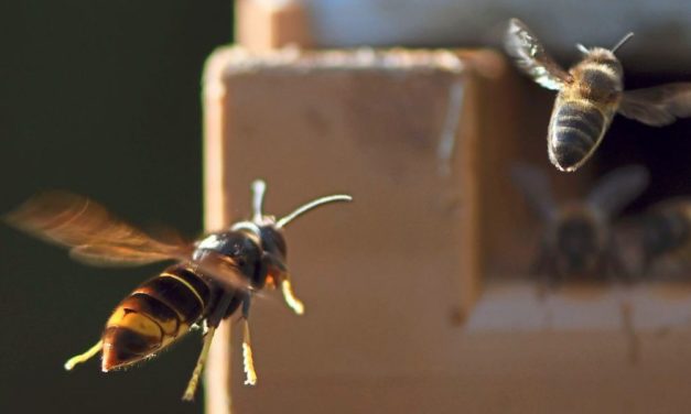 Wie Bienen klingen, wenn Gefahr durch Riesenhornissen droht