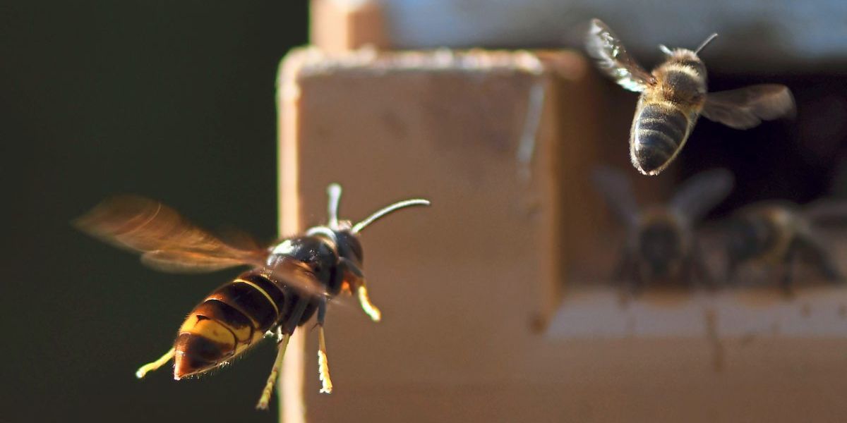 Wie Bienen klingen, wenn Gefahr durch Riesenhornissen droht