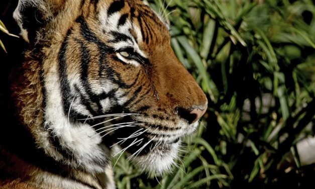 Malaysia-Tiger könnte in fünf bis zehn Jahren ausgestorben sein