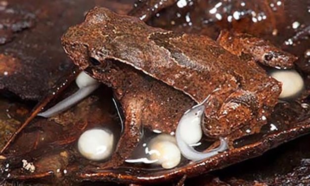 Bei neu entdeckter Froschart tragen die Männchen ihre Jungen umher