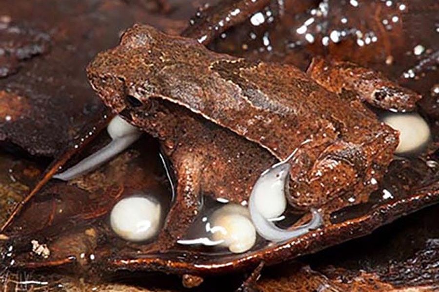 Bei neu entdeckter Froschart tragen die Männchen ihre Jungen umher