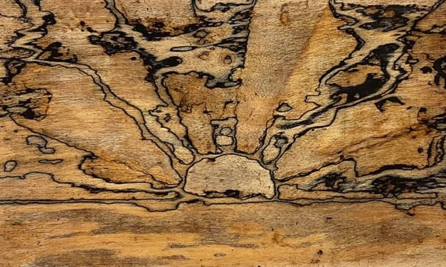 Forscher bringen Pilzen Zeichnen und Schreiben bei