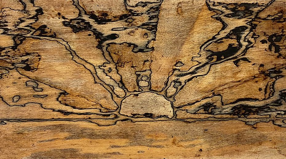 Forscher bringen Pilzen Zeichnen und Schreiben bei