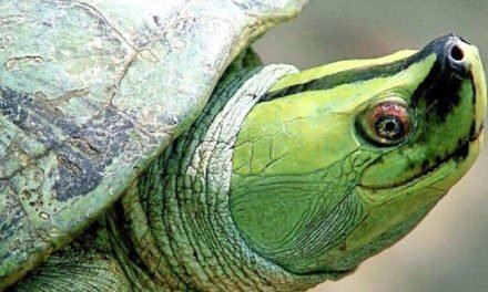 Fast die Hälfte aller Schildkrötenarten vom Aussterben bedroht