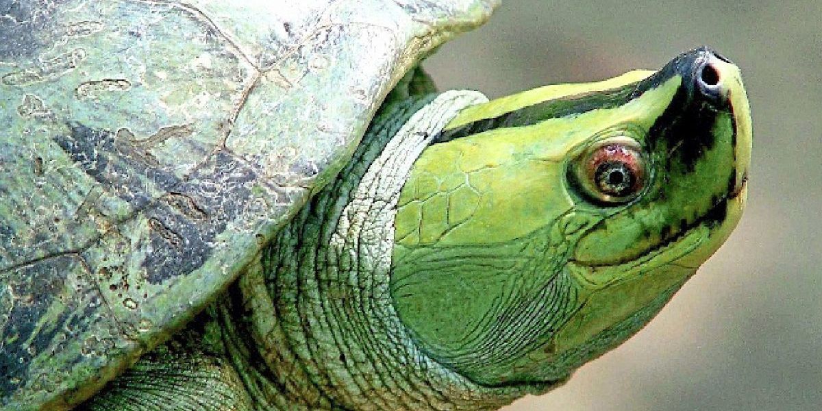 Fast die Hälfte aller Schildkrötenarten vom Aussterben bedroht