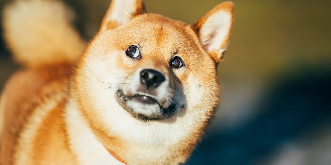 Diese drei Börsen hegen Shiba-Pläne | BTC-ECHO