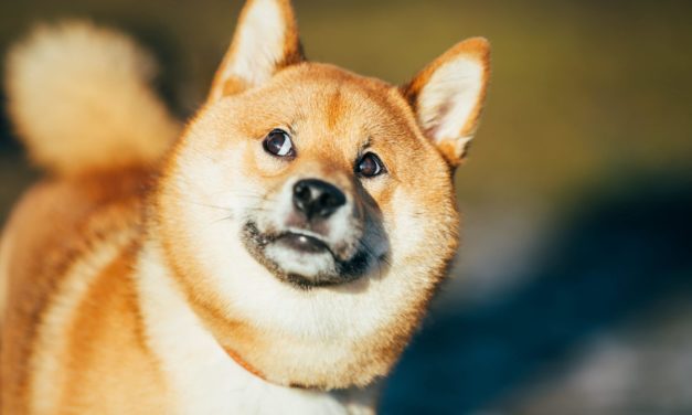 Diese drei Börsen hegen Shiba-Pläne | BTC-ECHO