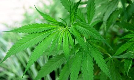 Warum Kiffen während der Schwangerschaft gefährlich sein kann