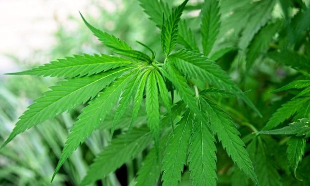 Warum Kiffen während der Schwangerschaft gefährlich sein kann