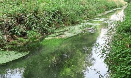 Geschichtsträchtiges Gewässer soll renaturiert werden