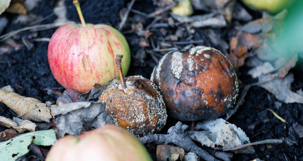 Offene Lücke in älteren Systemen: Apples Patch-Strategie macht Nutzer verwundbar