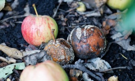 Offene Lücke in älteren Systemen: Apples Patch-Strategie macht Nutzer verwundbar