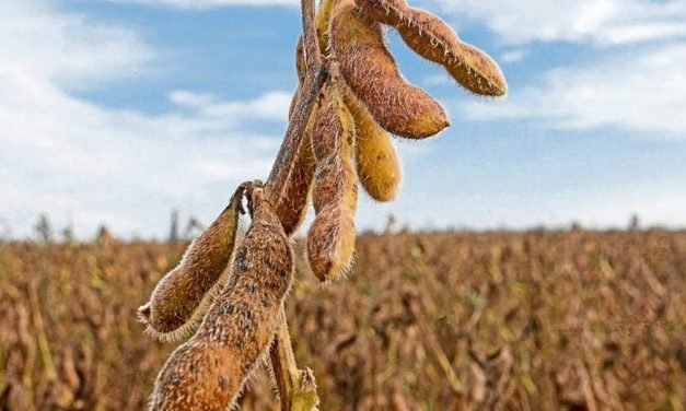 Sojageschichte: Adventisten, Hippies und der Welthandel