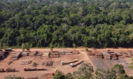 Vom Steak zu Soja: EU-Importverbot für Produkte, für die Wald zerstört wird