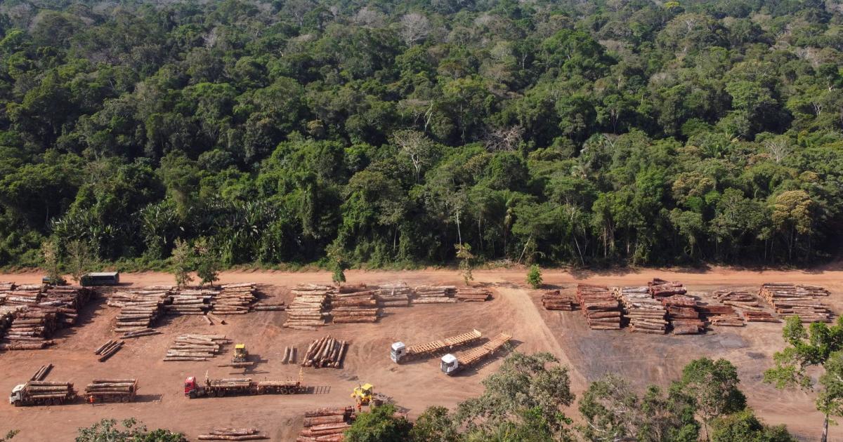 Vom Steak zu Soja: EU-Importverbot für Produkte, für die Wald zerstört wird