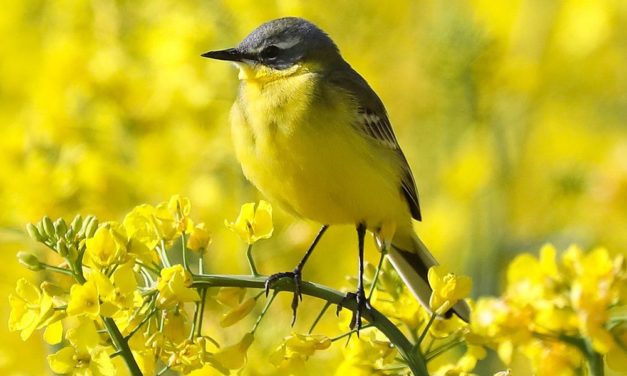 Europa: 600 Millionen Brutvögel verschwunden