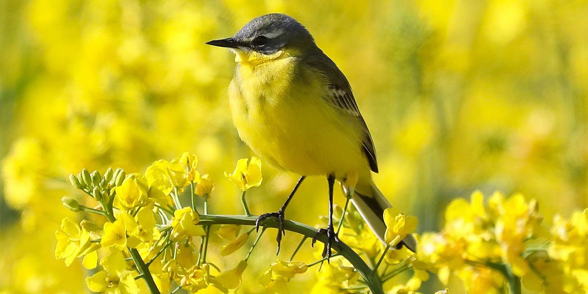 600 Millionen Brutvögel aus Europa verschwunden