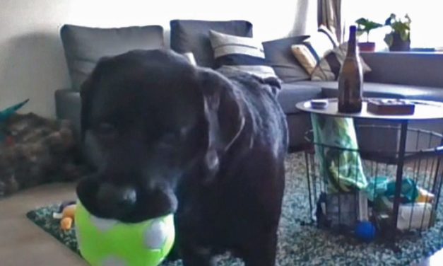 Hunde könnten künftig via DogPhone ihre Besitzer anrufen