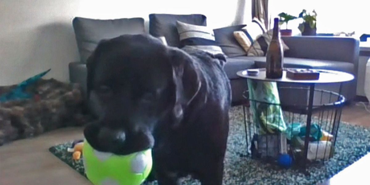 Hunde könnten künftig via DogPhone ihre Besitzer anrufen