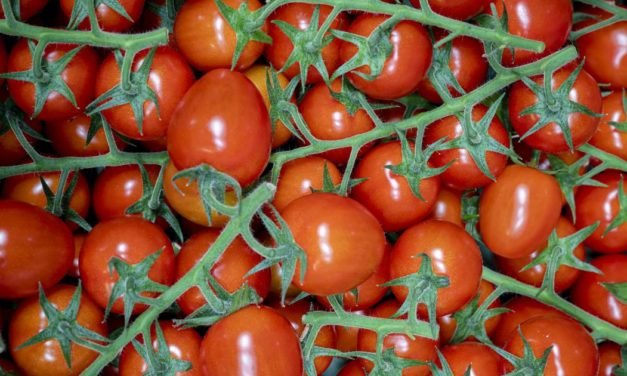 Ketchup-Macher Spak stöhnt über hohe Tomaten-Preise