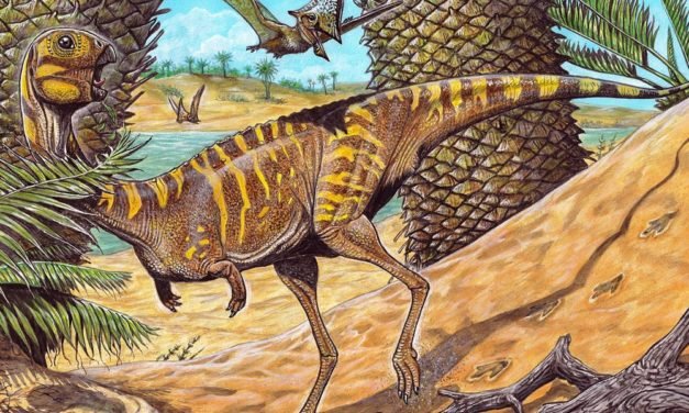 Ungewöhnlicher Mini-Dinosaurier mit Schnabel entdeckt