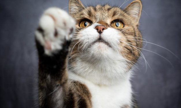 Animalische Business-Welt: Welches Tier sind Sie?
