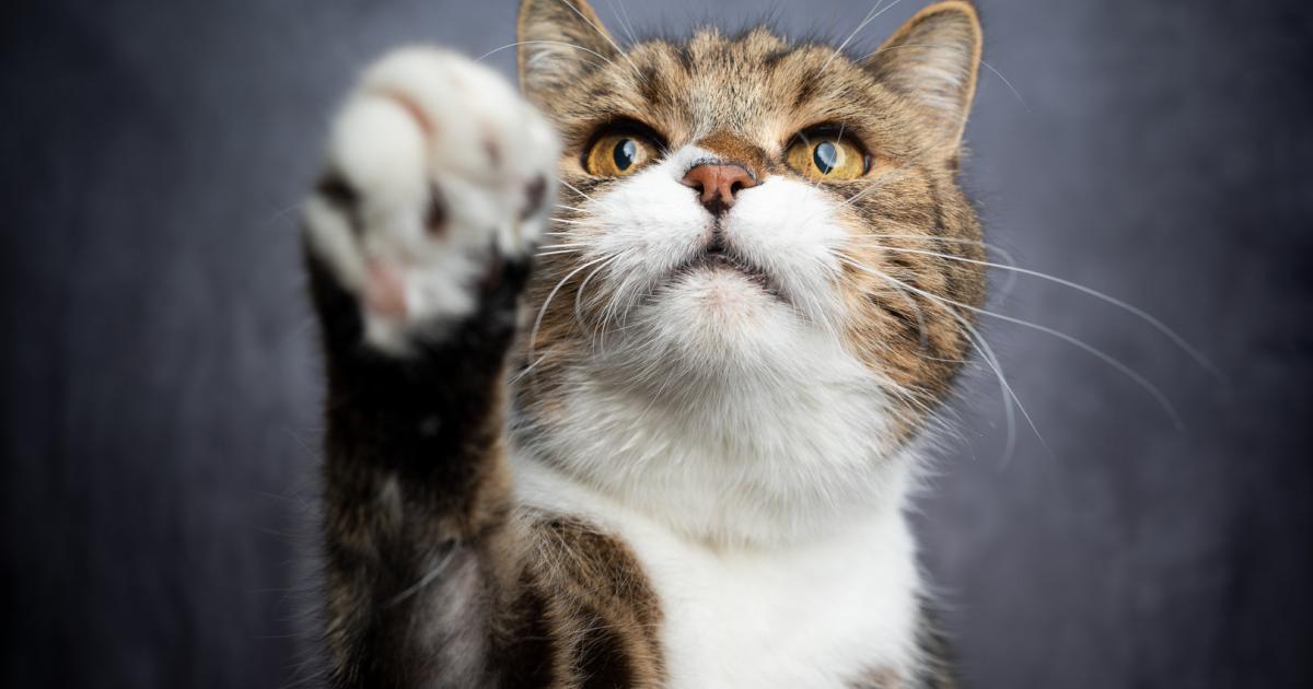 Animalische Business-Welt: Welches Tier sind Sie?