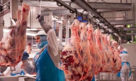 Fleischwerke Marcher: „Rekordpreise sind ein globales Phänomen“