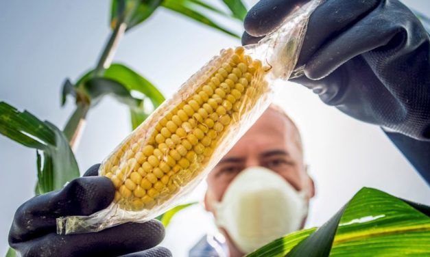 Wie moderne Gentechnik in der Klimakrise helfen kann