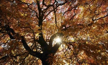 Bäume kühlen europäische Stadtböden um zehn Grad und mehr