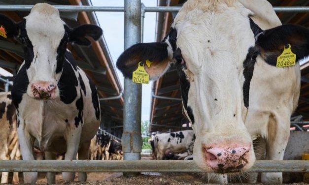EU-Parlament verabschiedet umstrittene Agrarreform