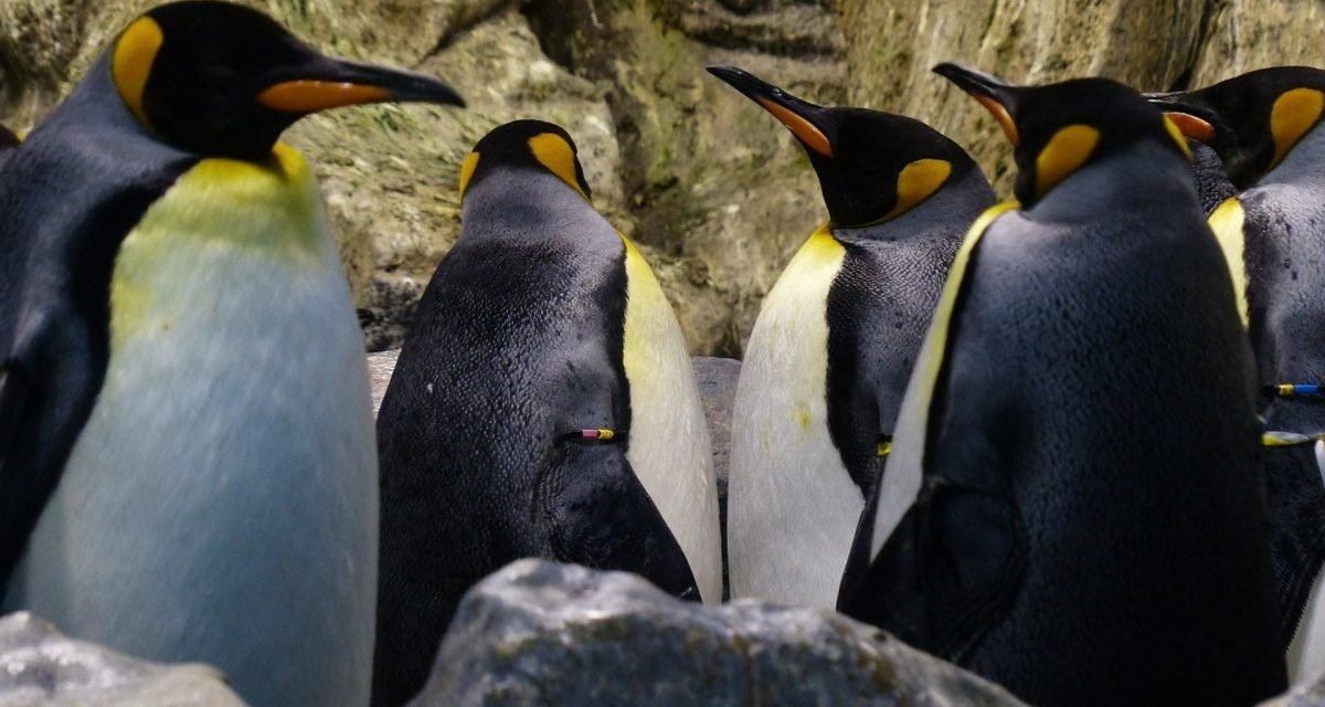 Amazon: Cloud-Linux AL2022 veröffentlicht, zweijährliche Releases versprochen